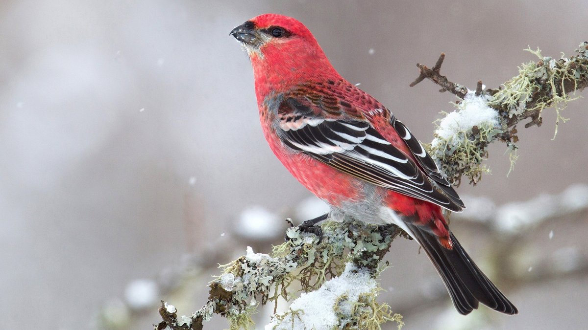 Pine Grosbeak птица