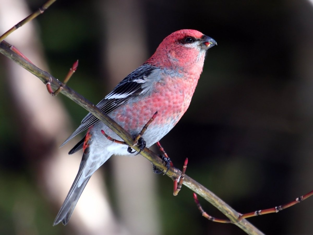 Клест и Снегирь
