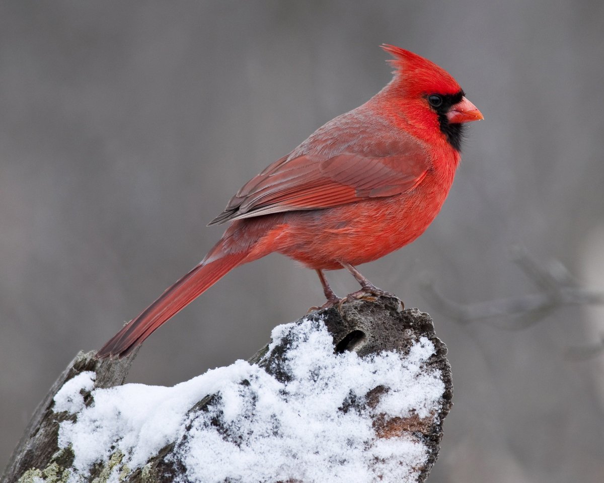 Красноклювый Кардинал