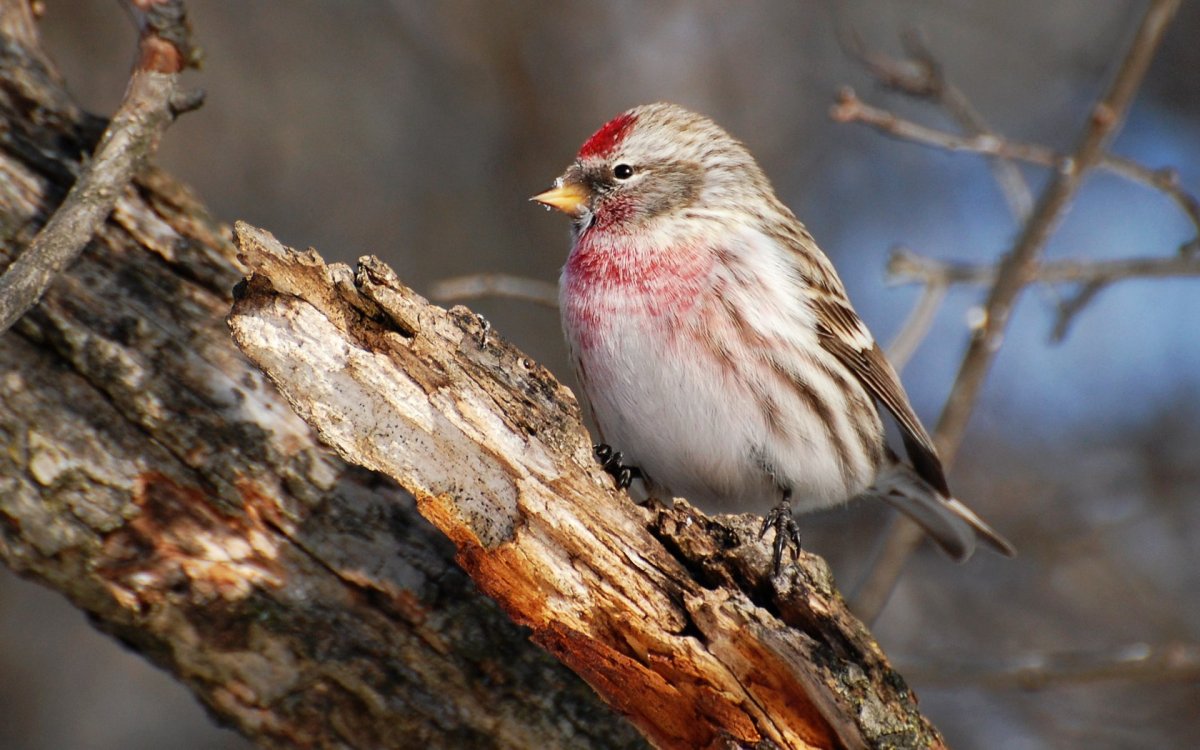Лесная птичка чечетка