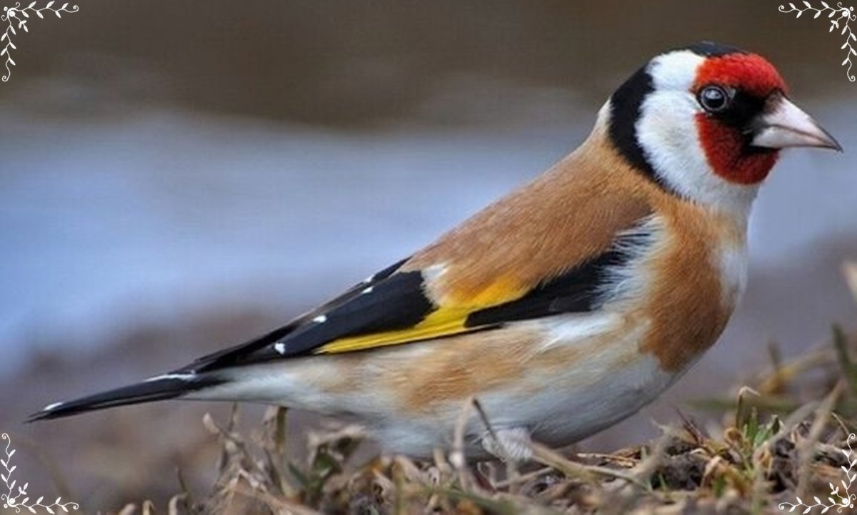 Чиж репел щегол Снегирь