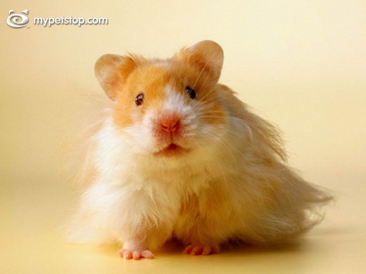 Сирийский хомяк длинношерстный