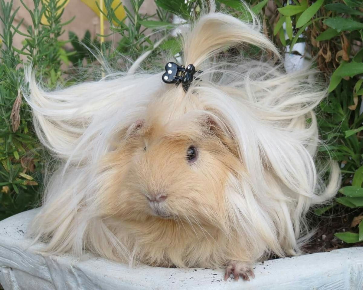 Ангорская морская Свинка