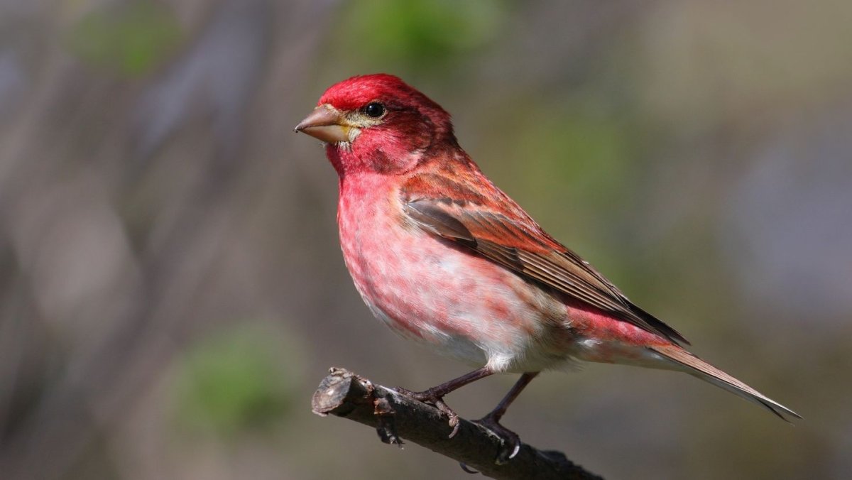 Обыкновенная чечевица Вьюрковые