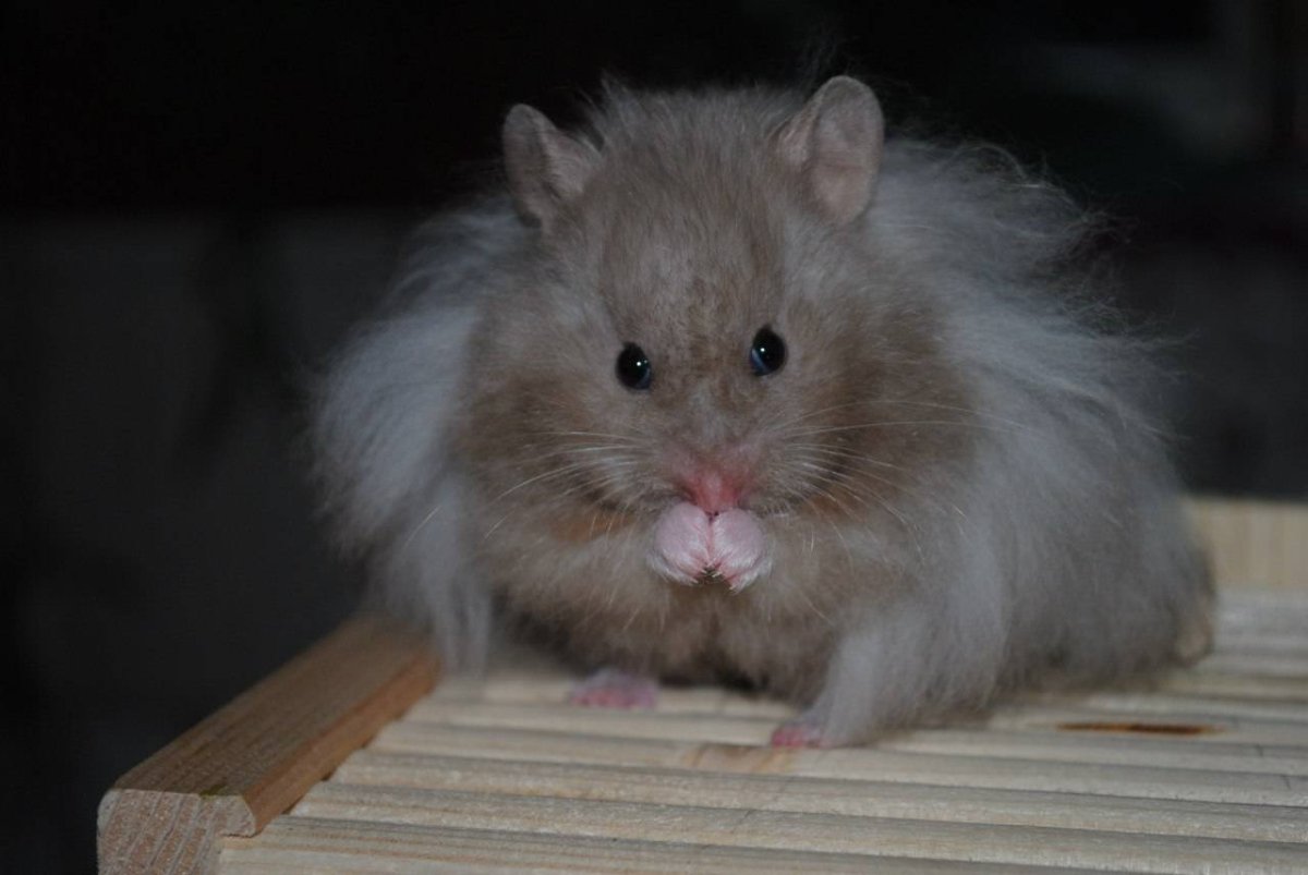 Сирийский ангорский хомяк