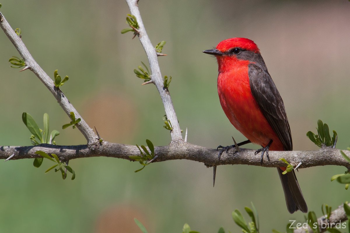 Птичка Крыма с красной грудкой загрузкой