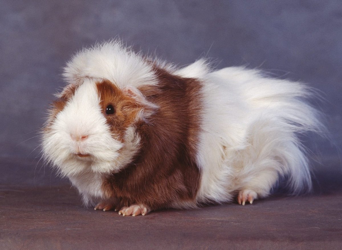 Абиссинская морская Свинка