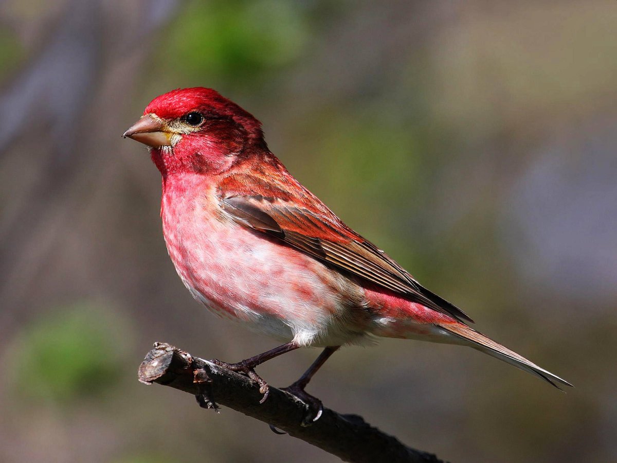 Певчие воробьиные Вьюрковые