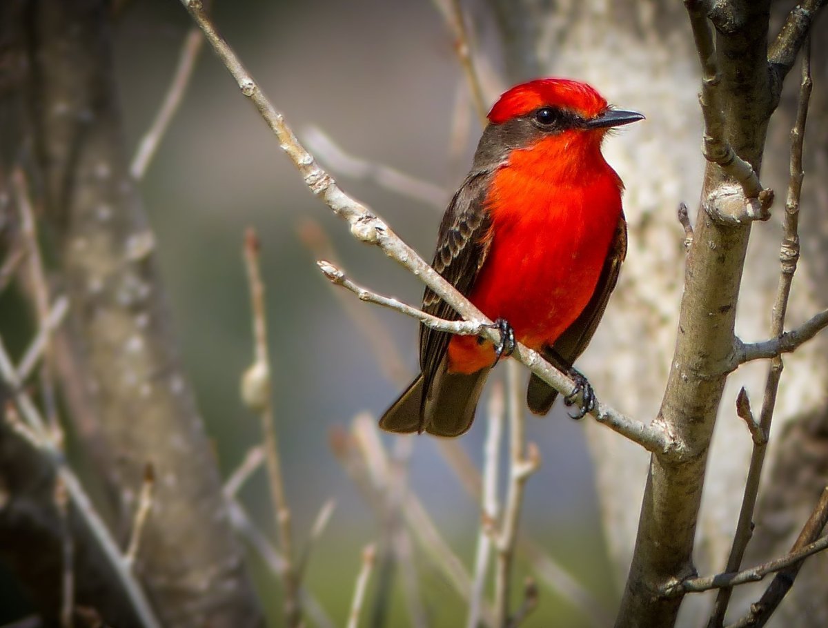 Красный Зяблик Кардинал
