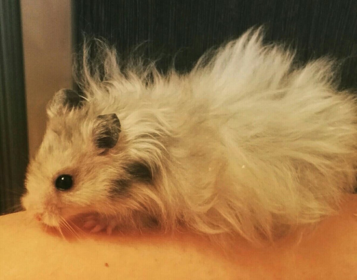 Хомяк породы ангорской