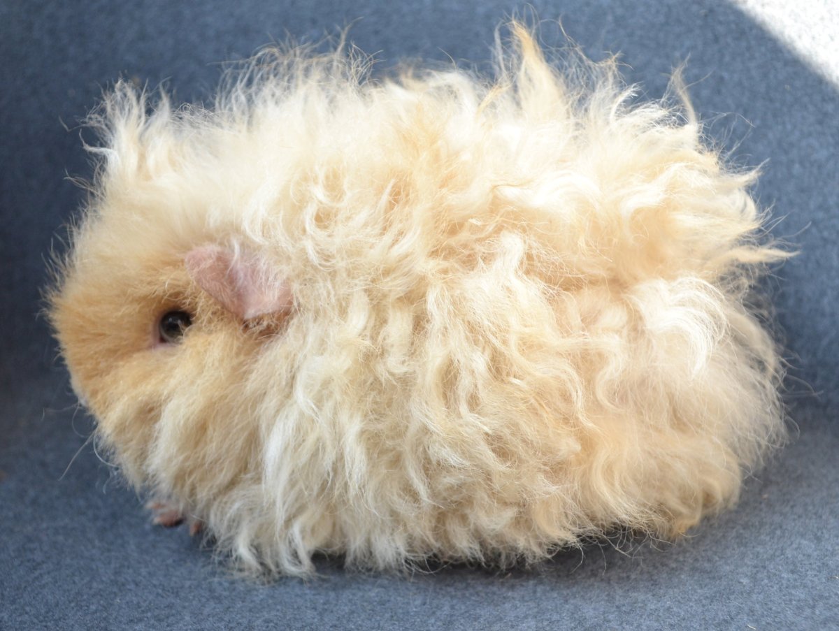 Морская Свинка лункария Перуанская