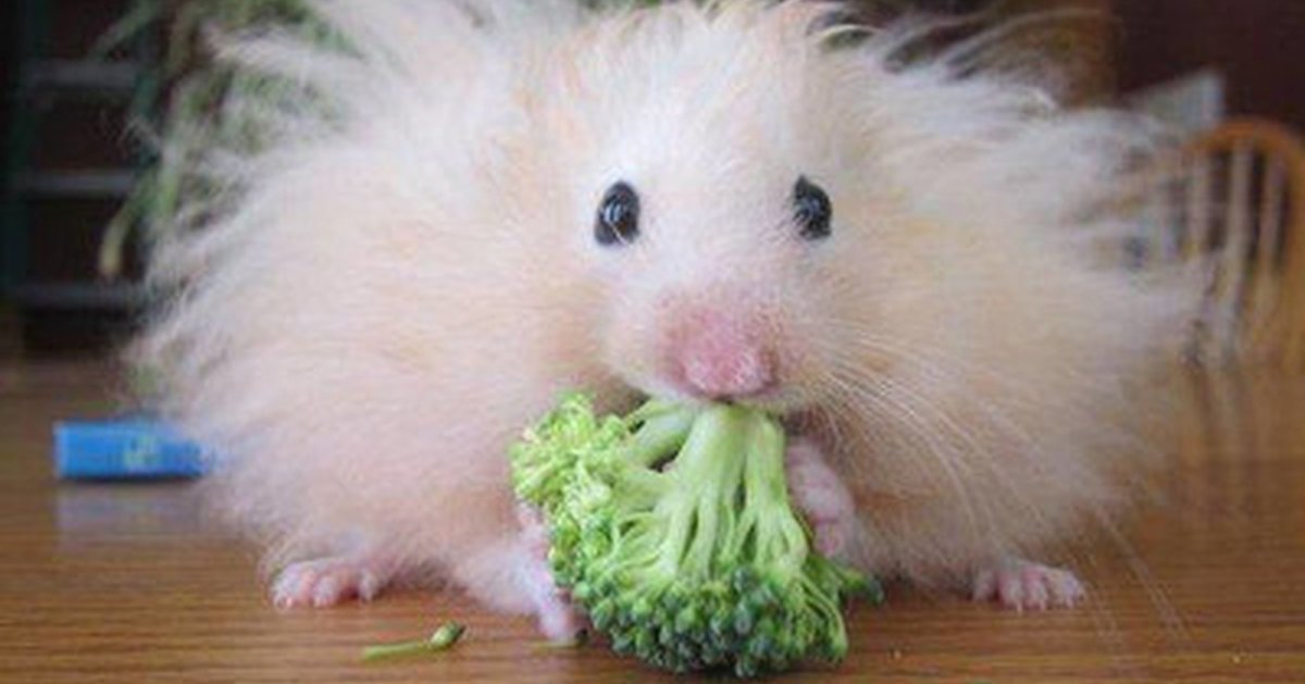 Ангорский сирийский хомячок