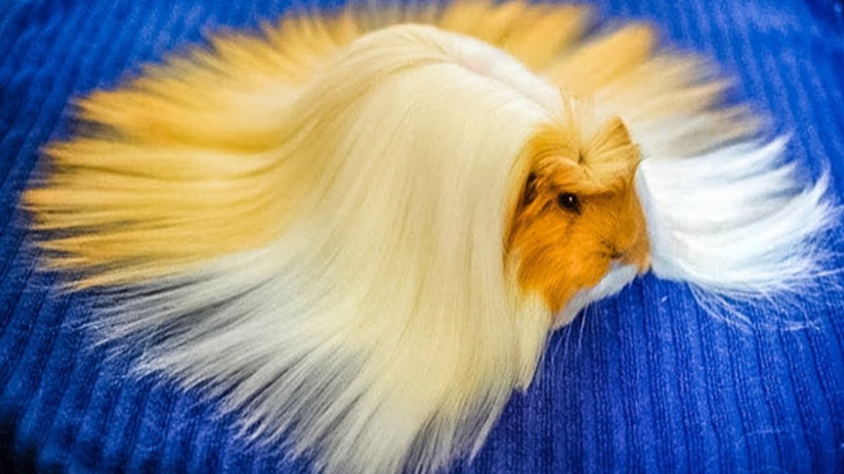 Морская Свинка ангорская длинношерстная