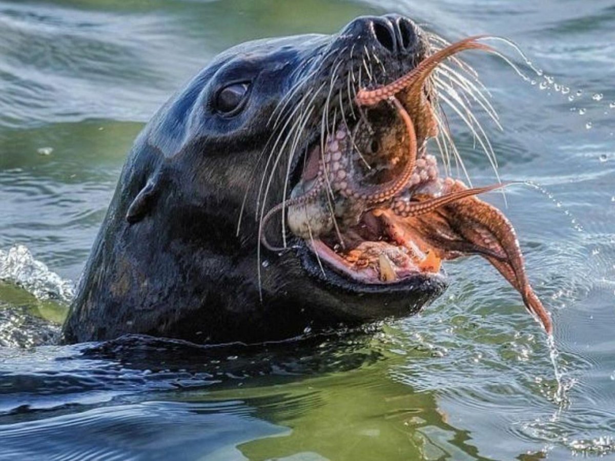 Тюлень Нерпа морж морской Лев