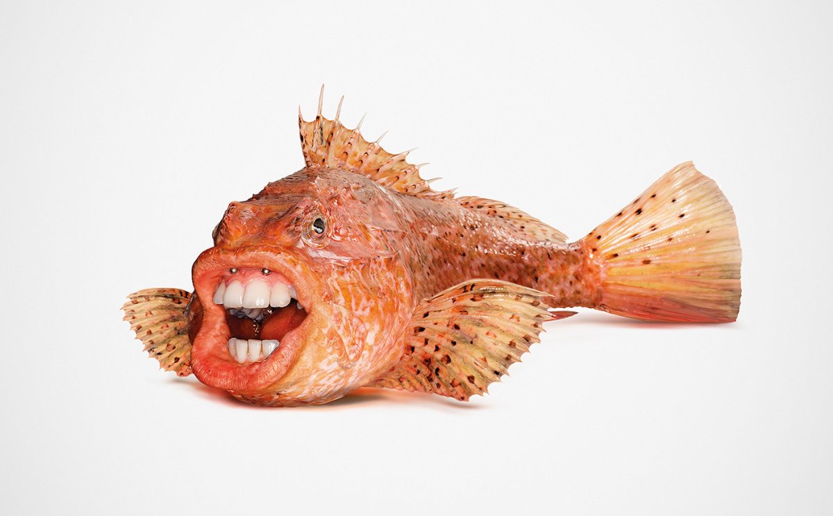 Креативная рыба