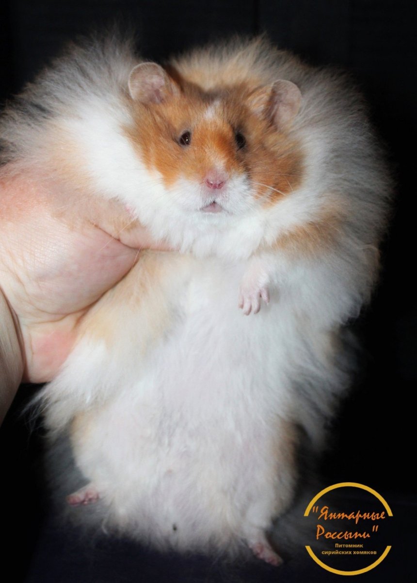 Длинношерстный ангорский хомяк