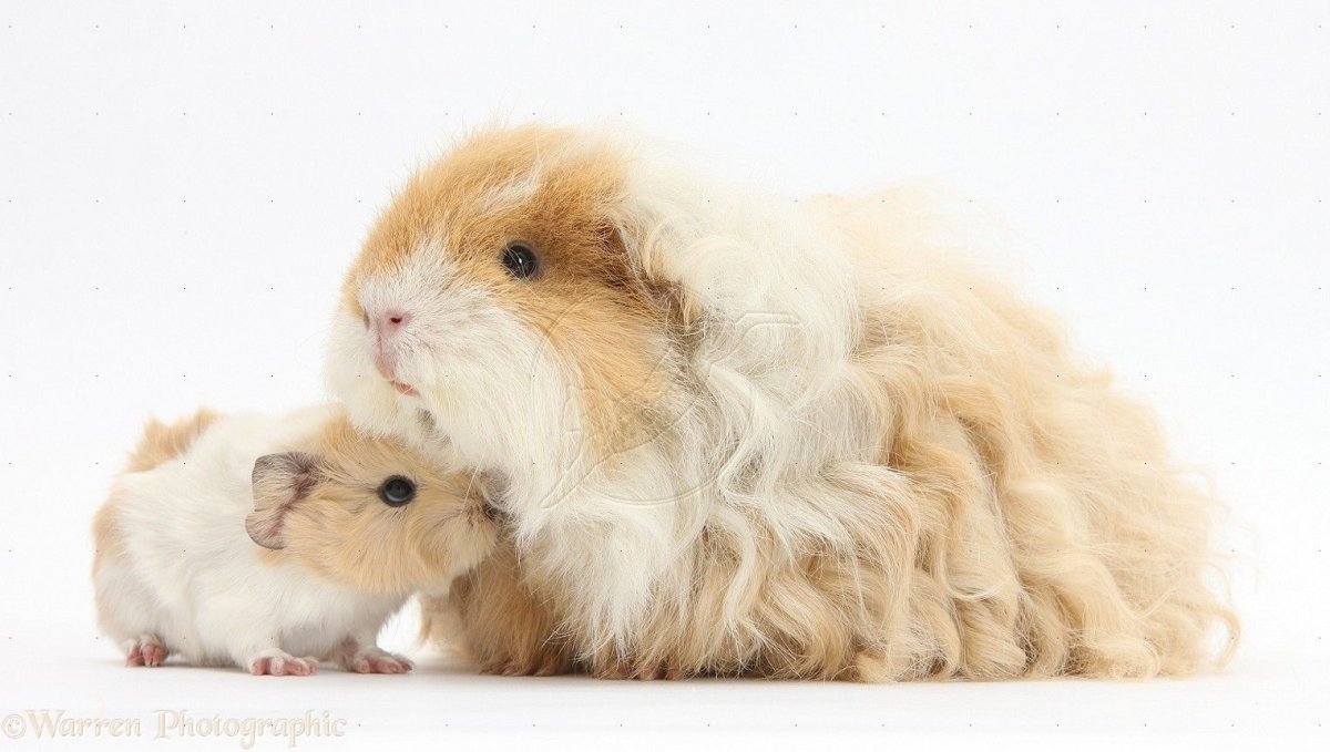 Морская Свинка альпака