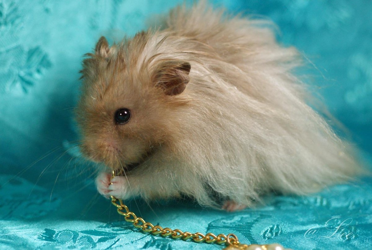 Королевский ангорский хомяк