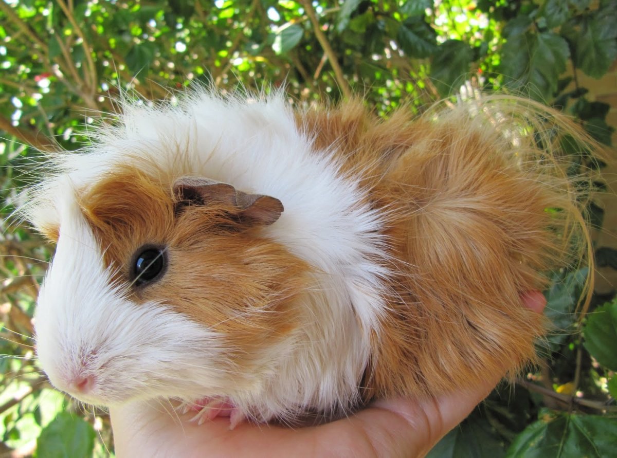 Породы хомяков ангорский