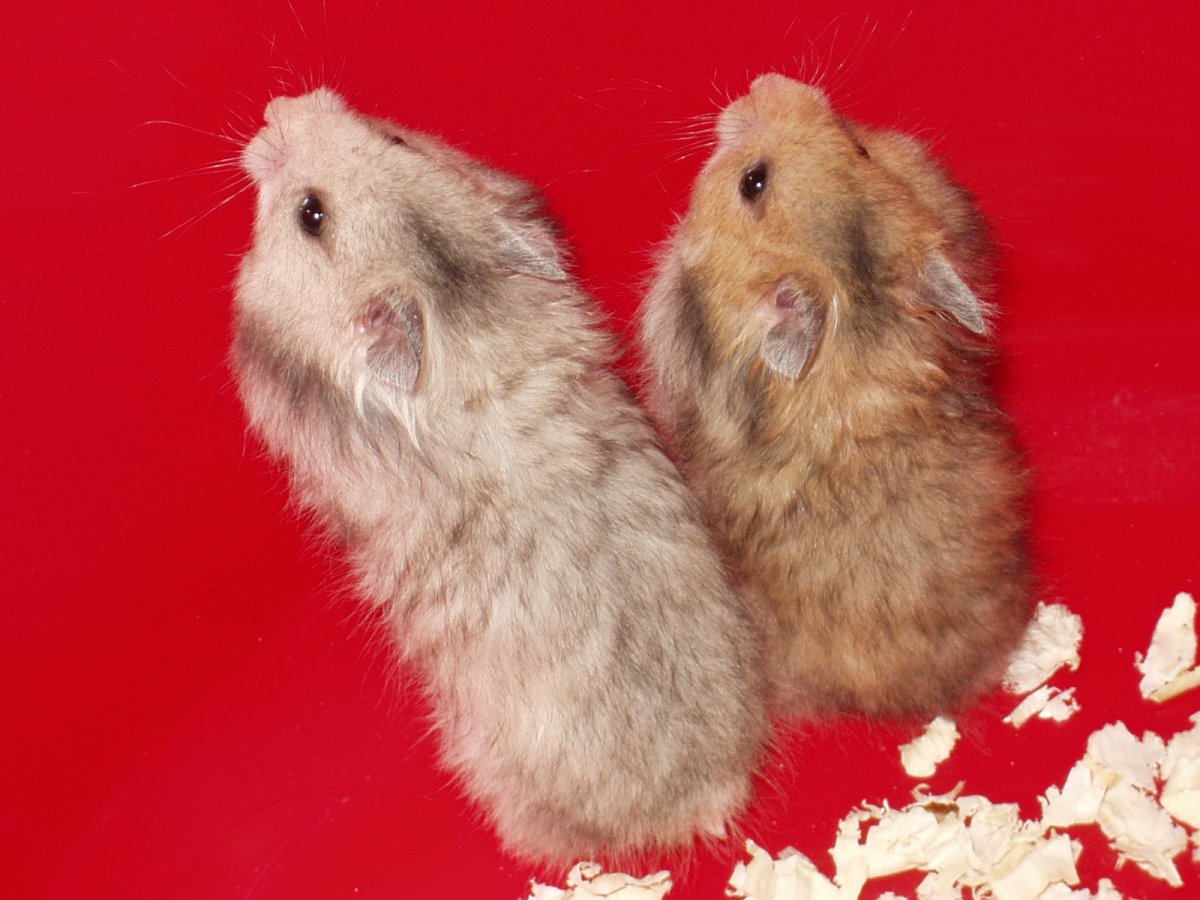 Породы хомяков ангорский
