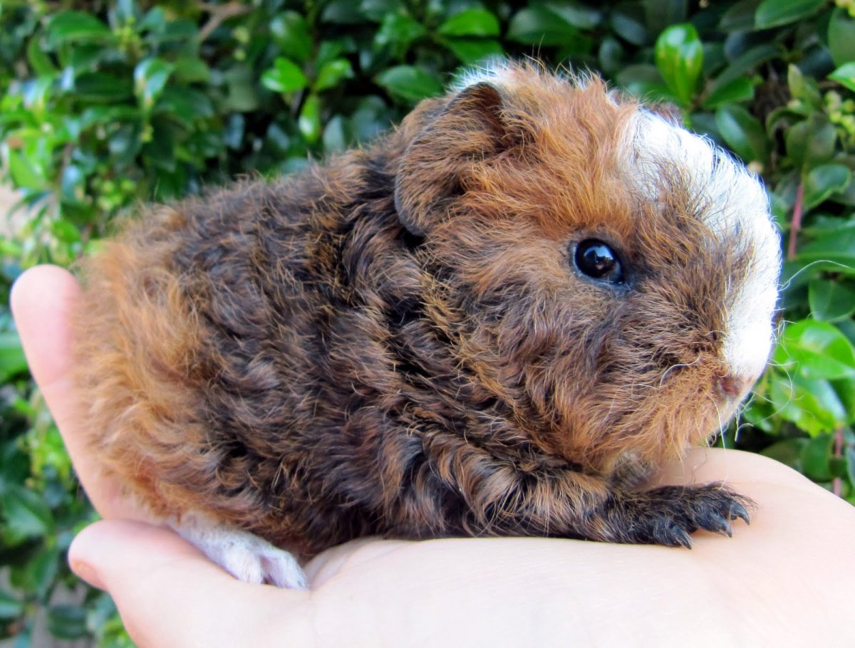 Морская Свинка породы Керли