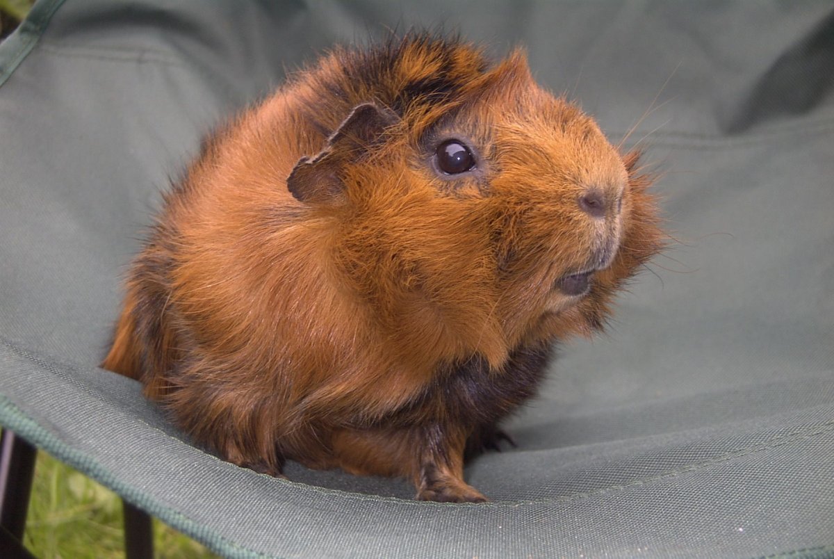 Морская Свинка Джиппи