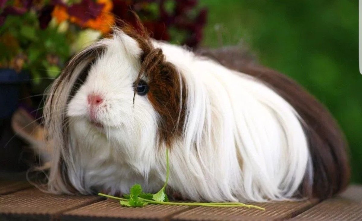 Морские свинки