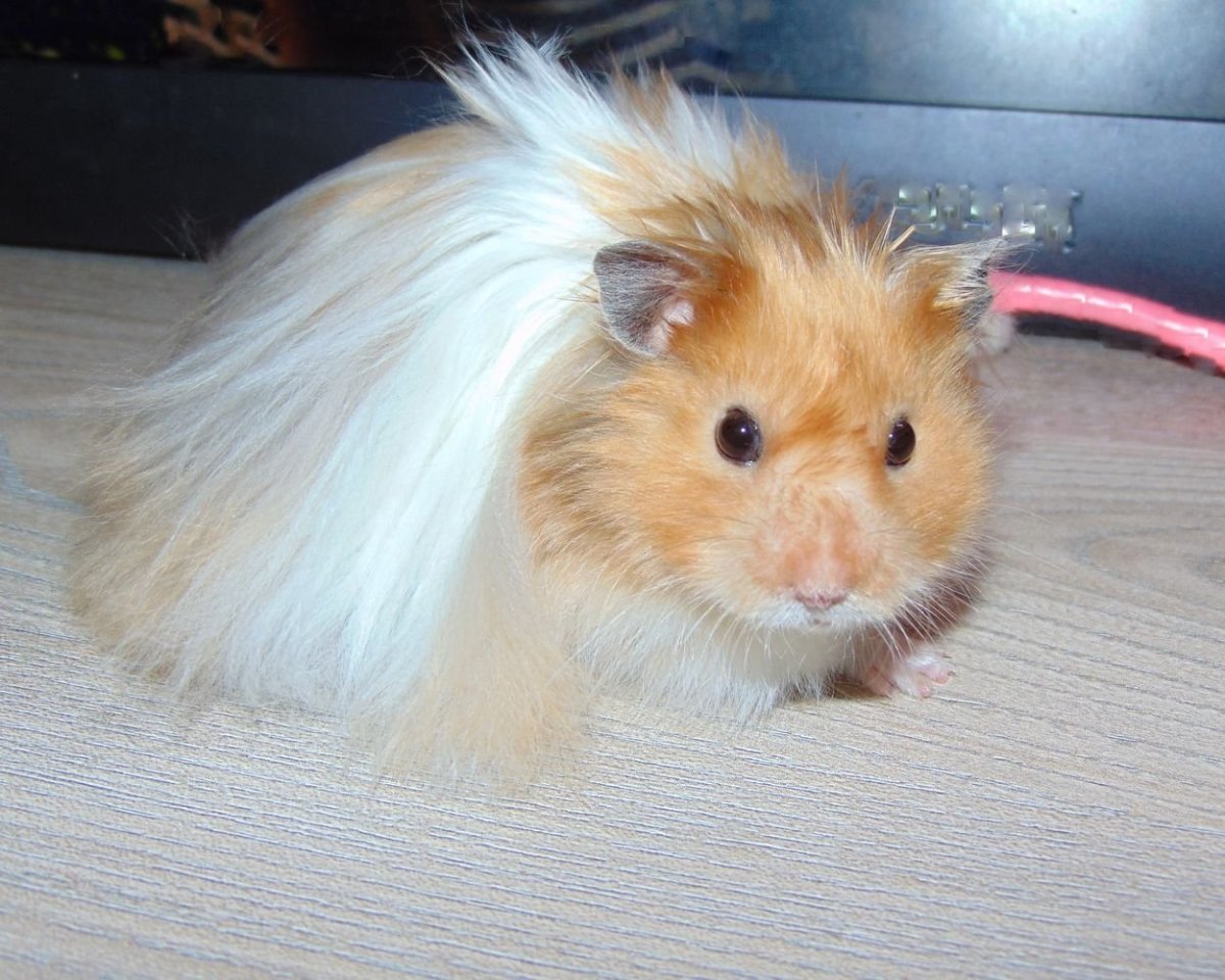 Сирийский ангорский хомяк