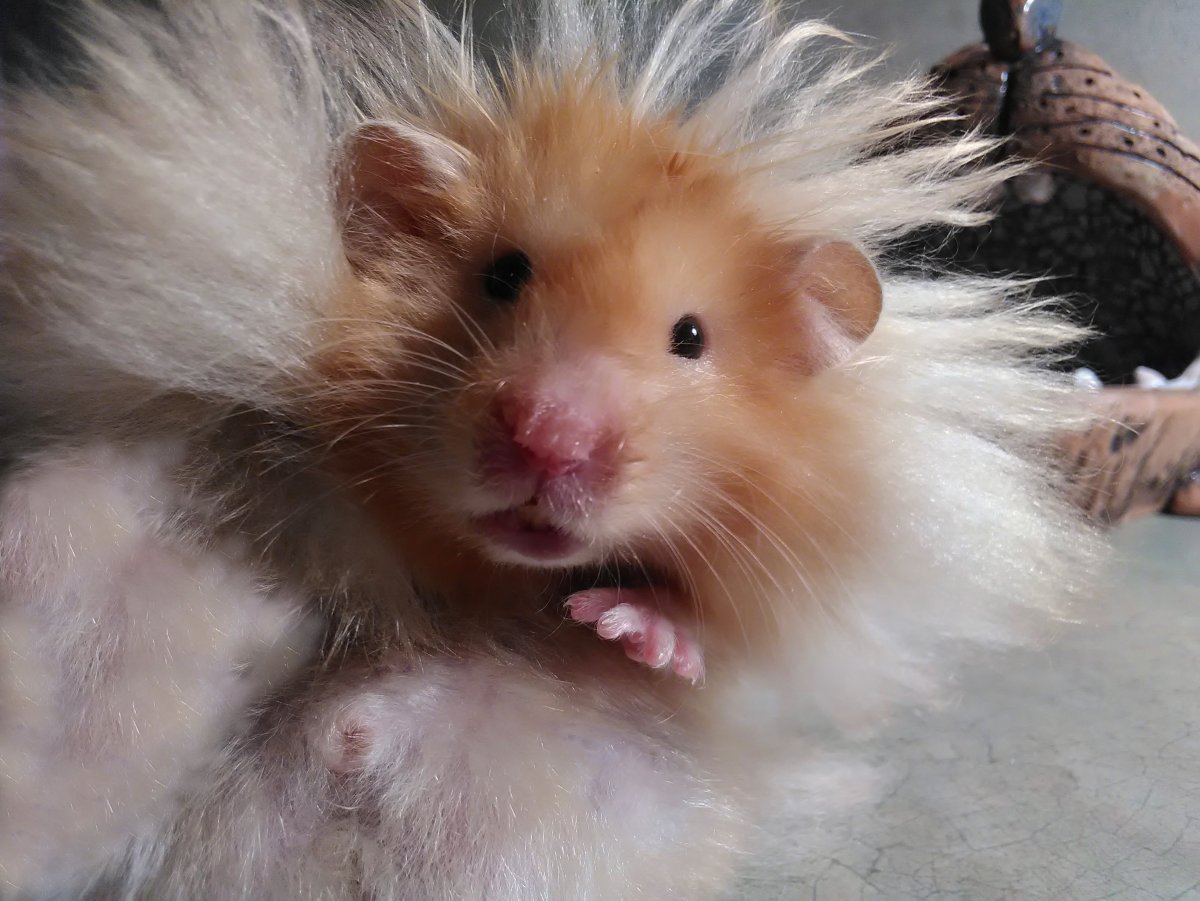 Сирийский ангорский хомяк