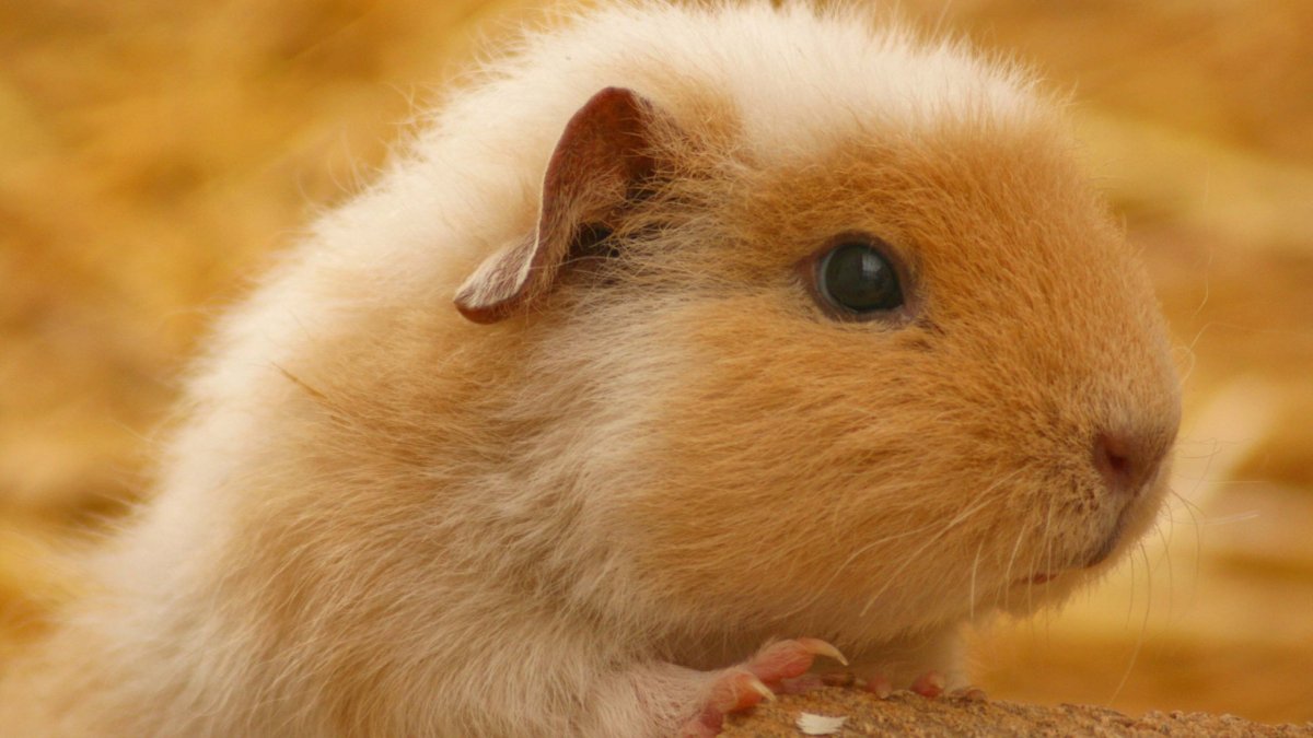 Сирийский золотистый хомячок
