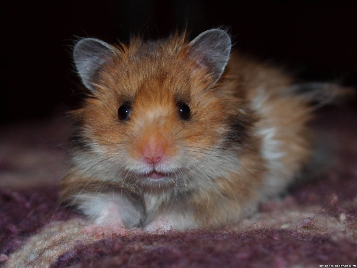 Породы хомяков ангорский