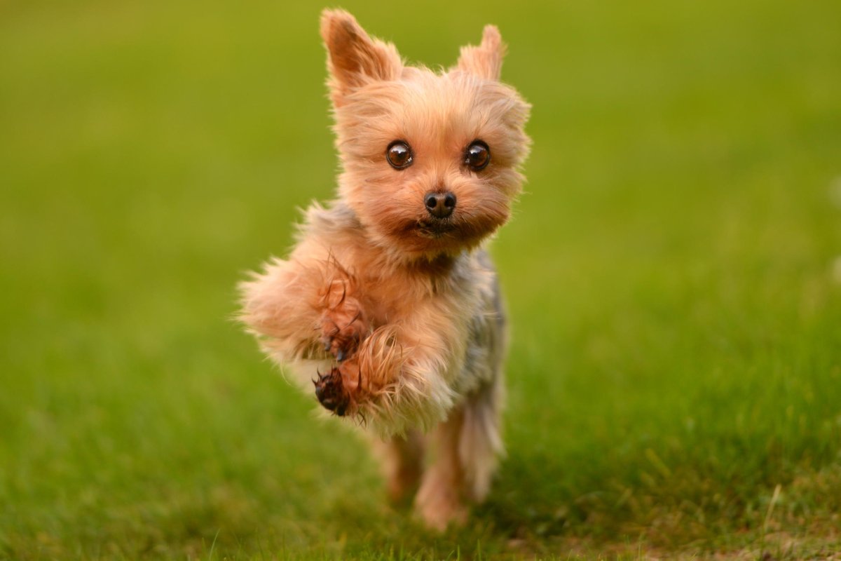 Очень милые животные