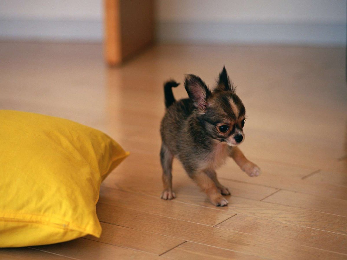 Питомец чихуахуа