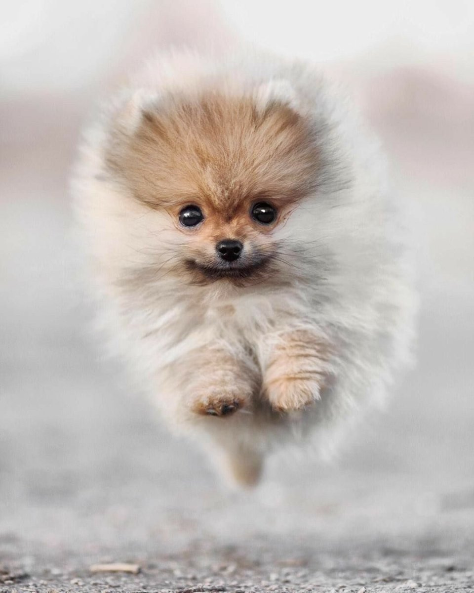 Карликовый шпиц флаффи