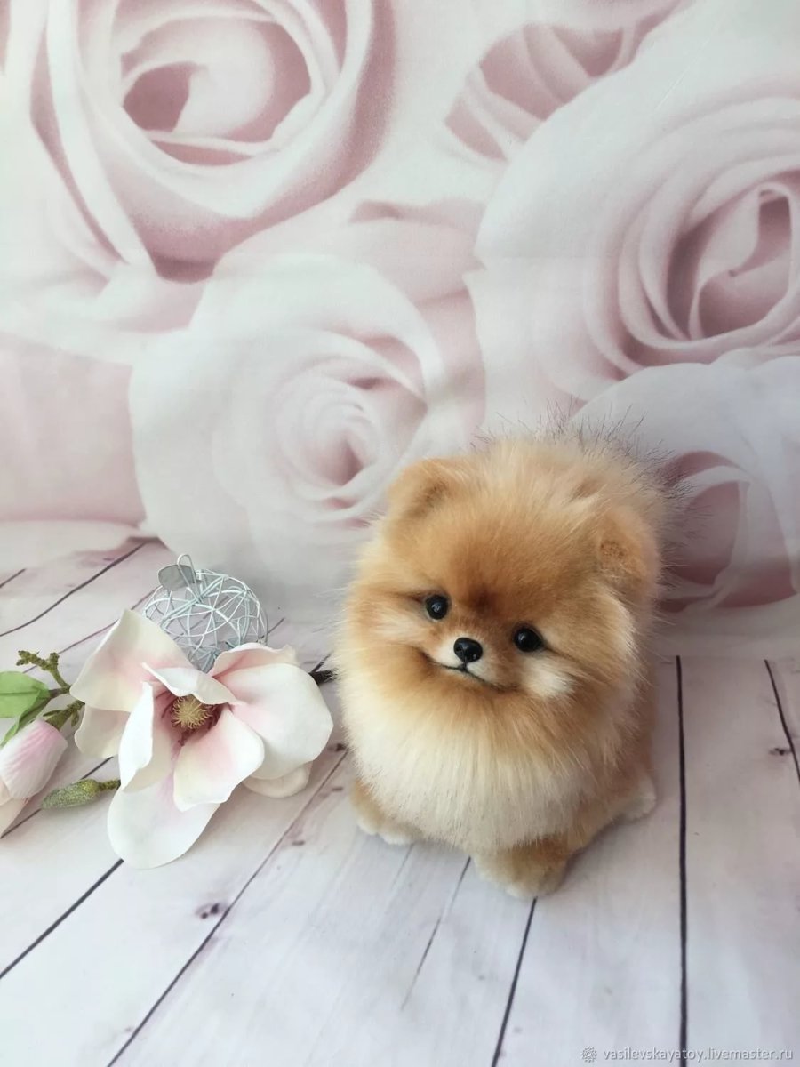 Померанский шпиц Teacup.