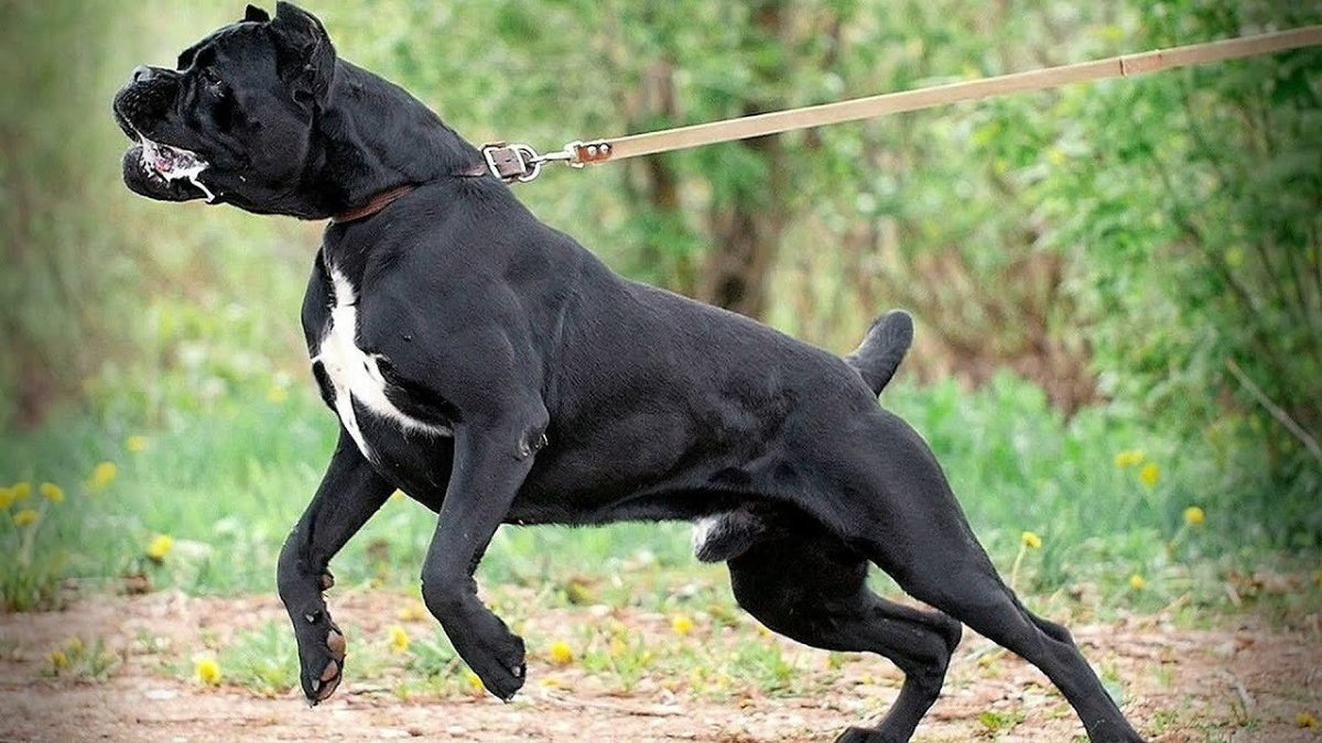 Кане-Корсо Баскервилей