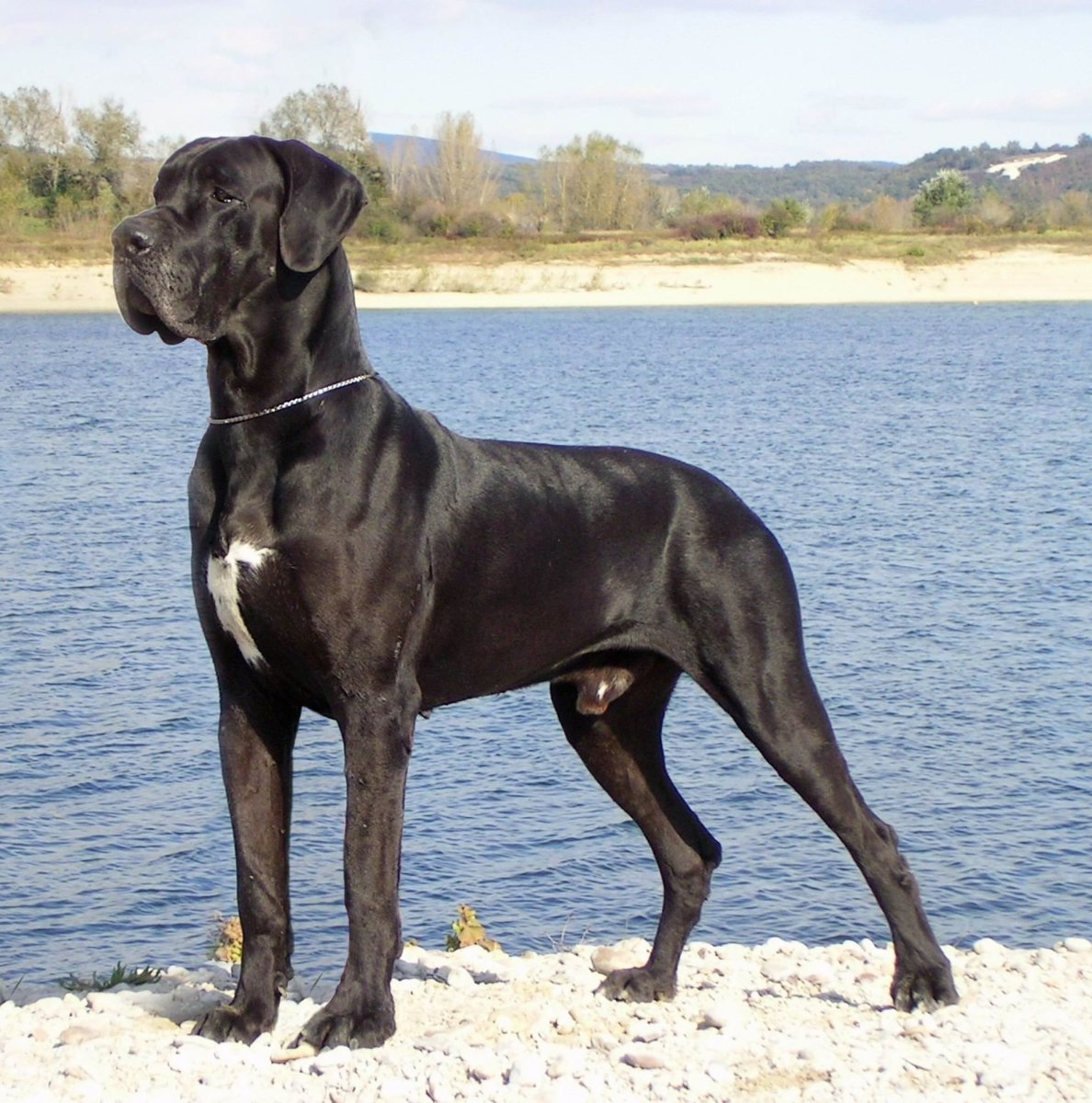 Датский дог датский дог датский