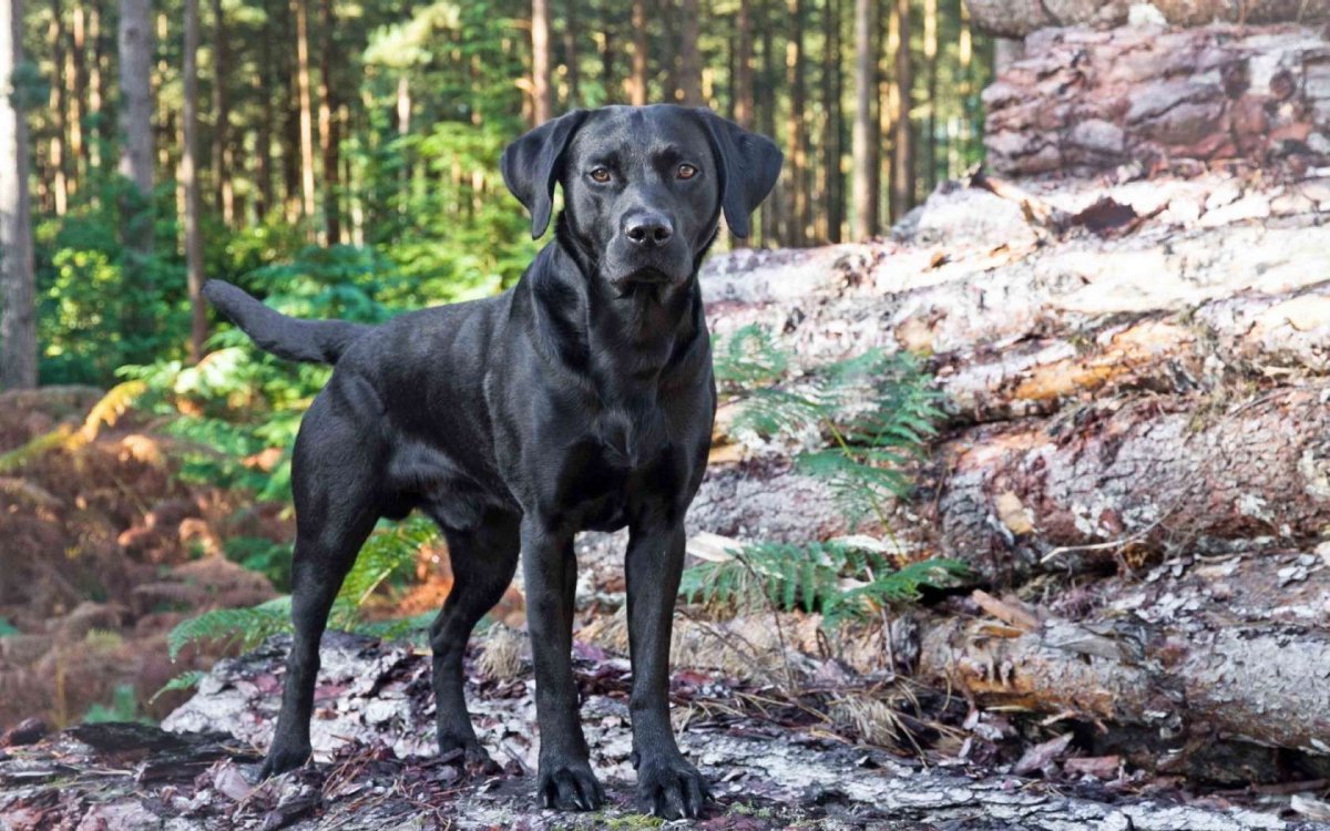 Лабрадор черный гладкошерстный