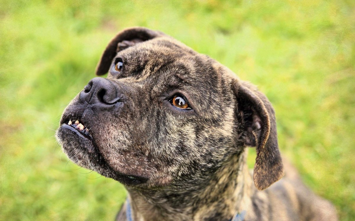 Алано Миллер