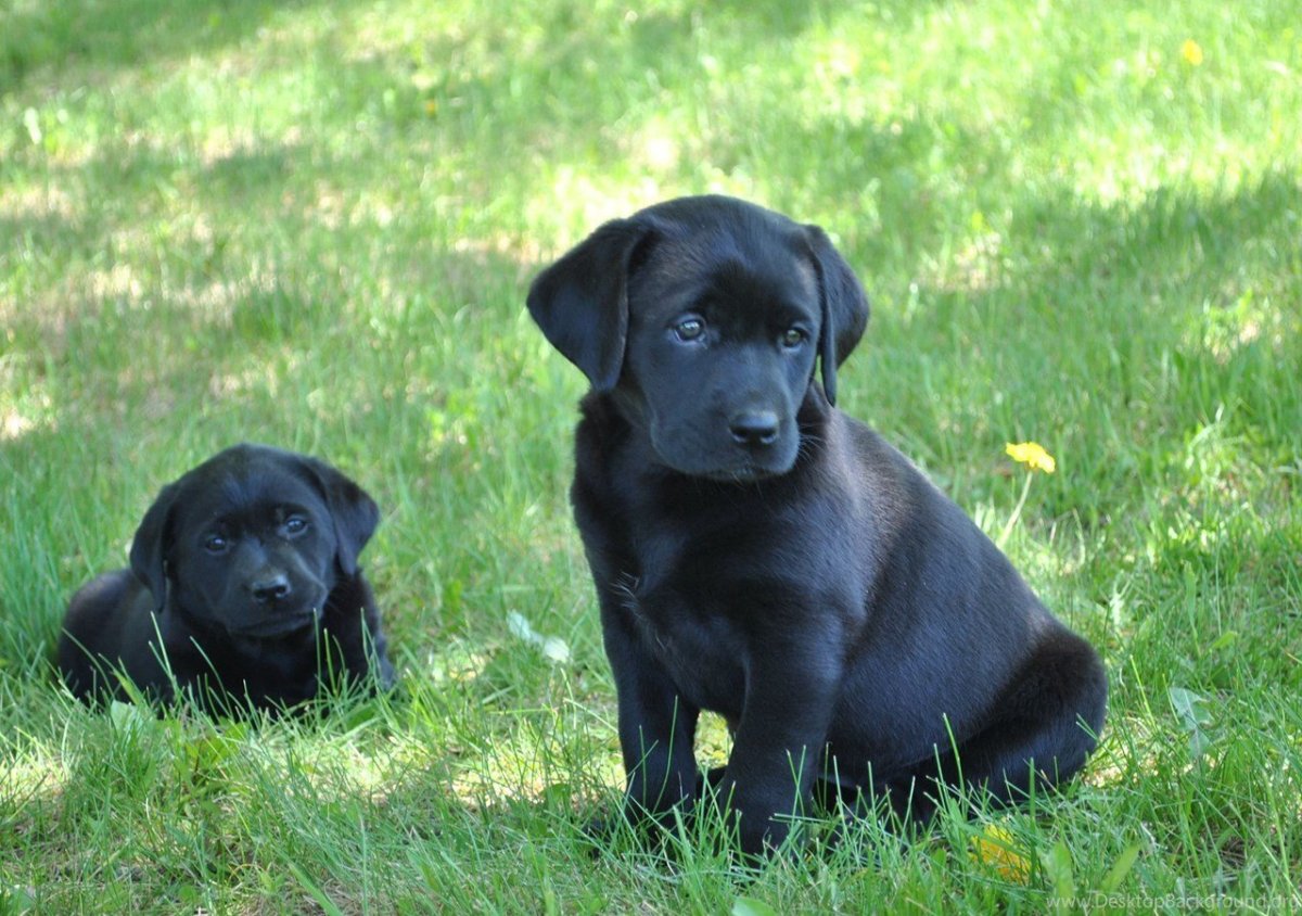 Лабрадор ретривер черный