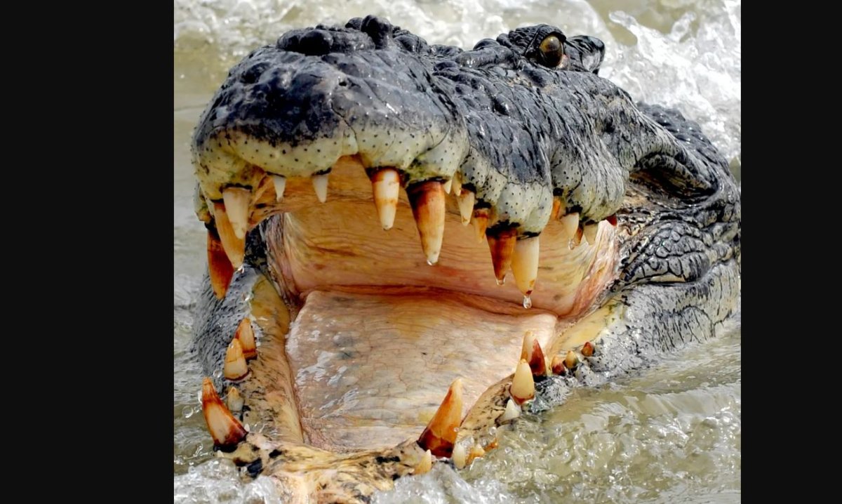 Крокодил альбинос фото