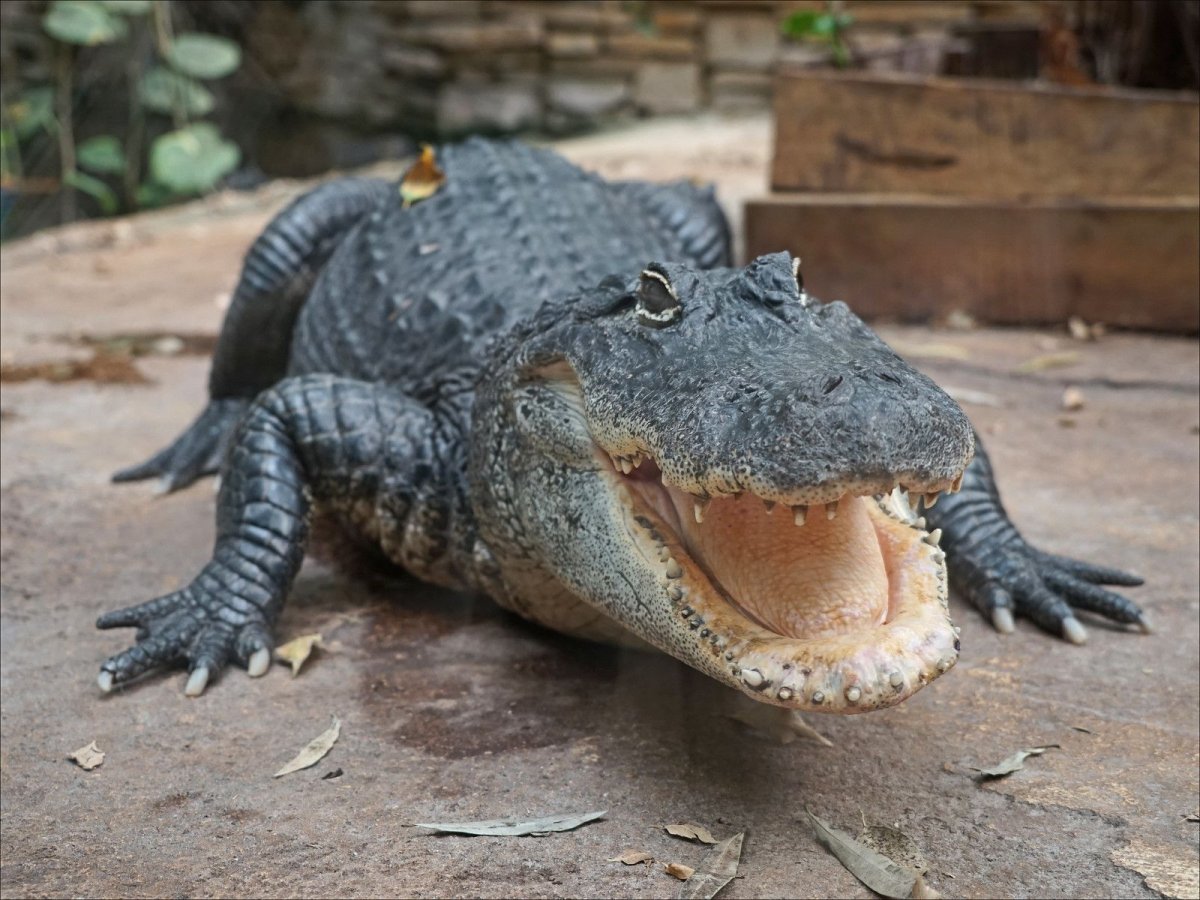 Как выглядит Аллигатор трёхметровый