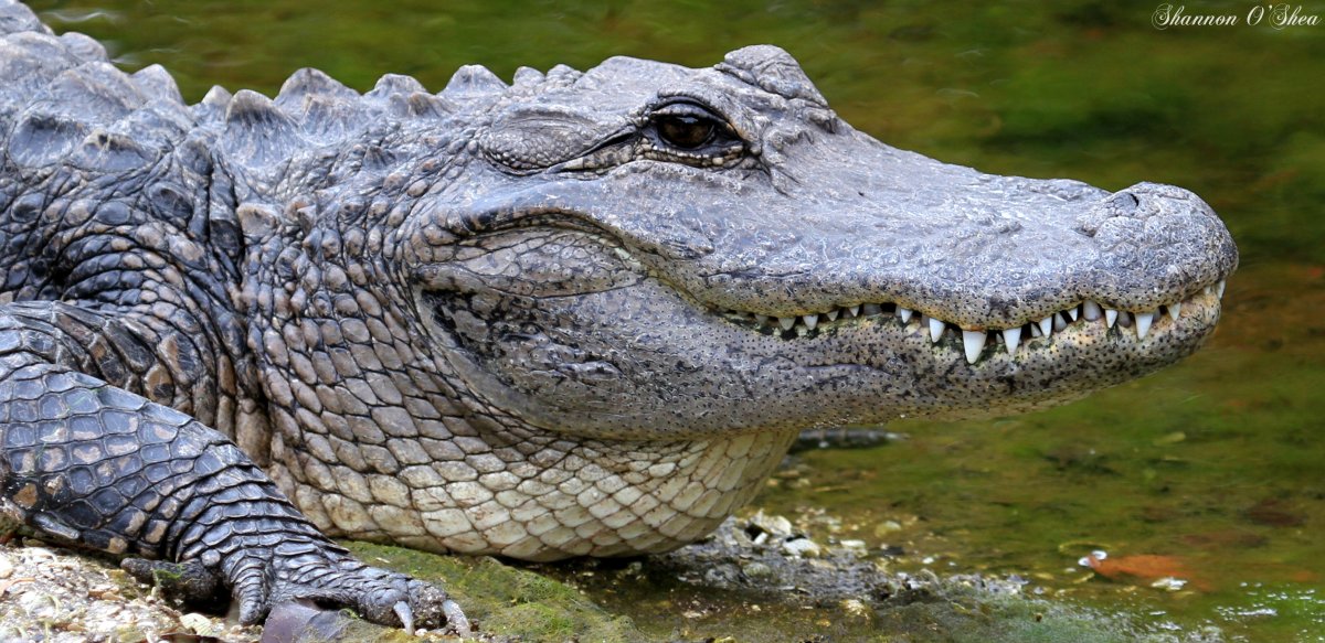 Южная река Аллигатор