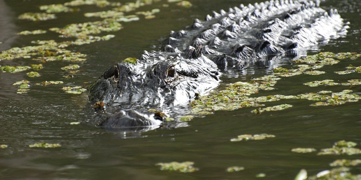 Истребление гребнистого крокодила