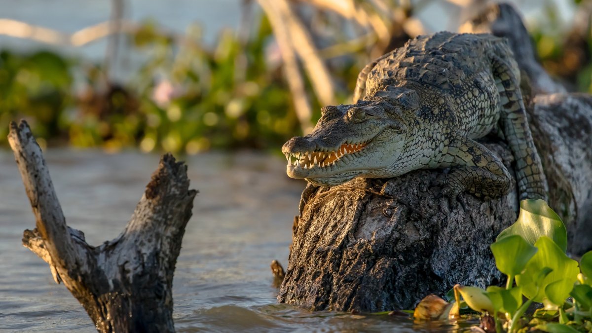 Луизиана Аллигатор