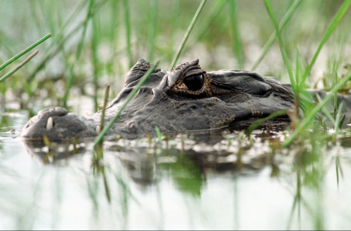 Сархозухоз крокодил