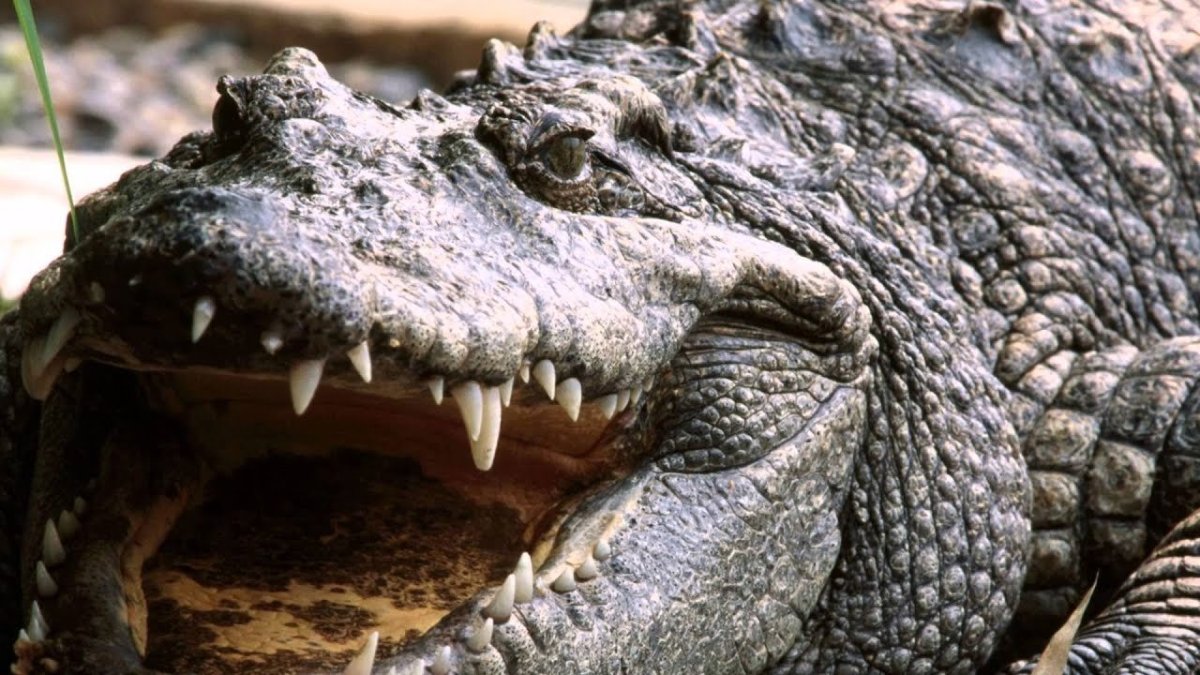 Мадагаскарский рогатый крокодил