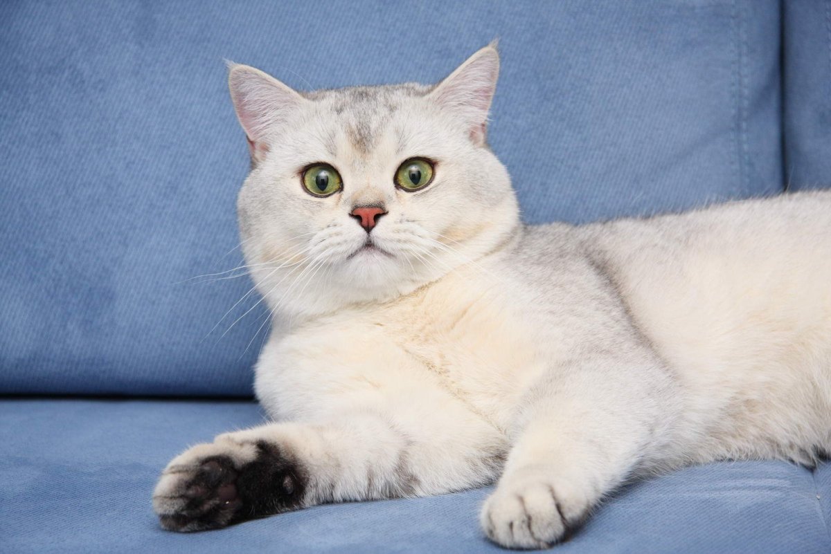 Британская короткошёрстная циннамон