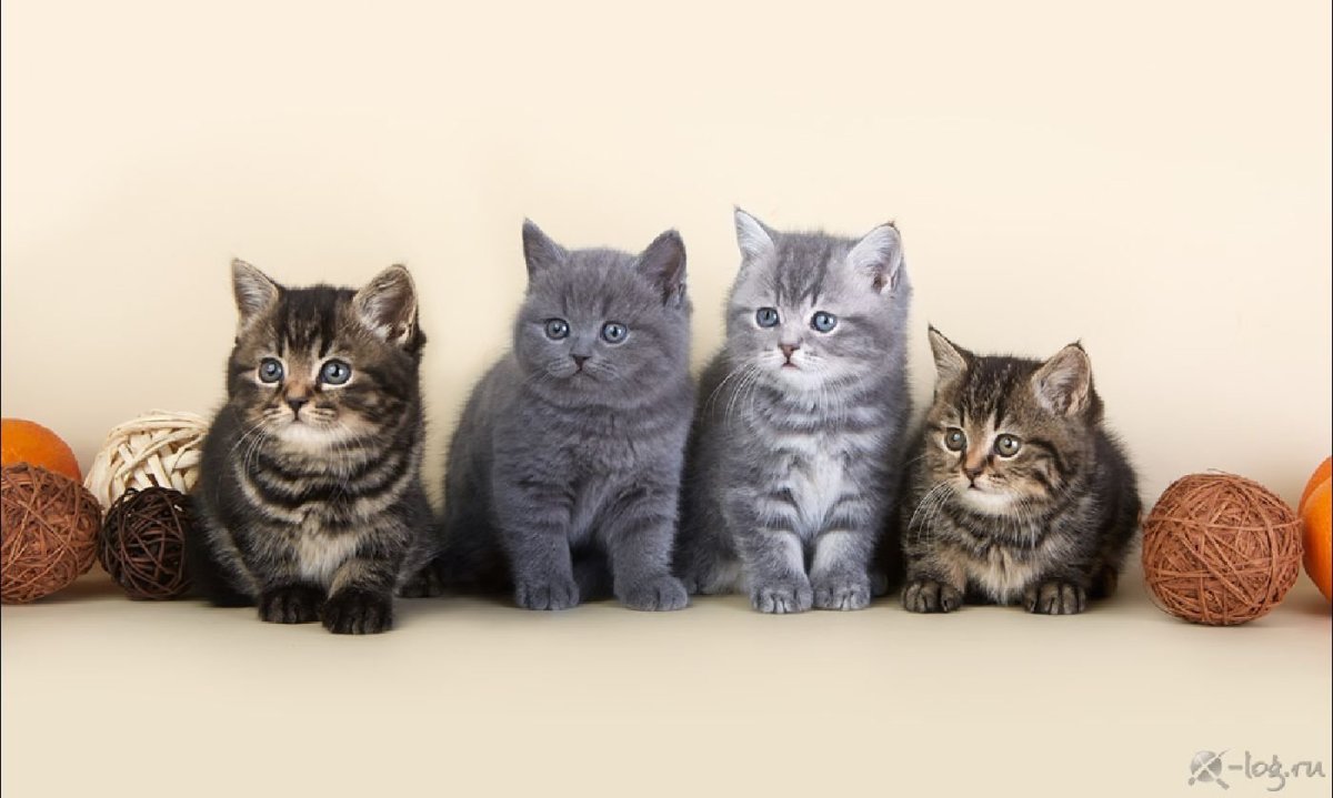 Табби макрель тигровый