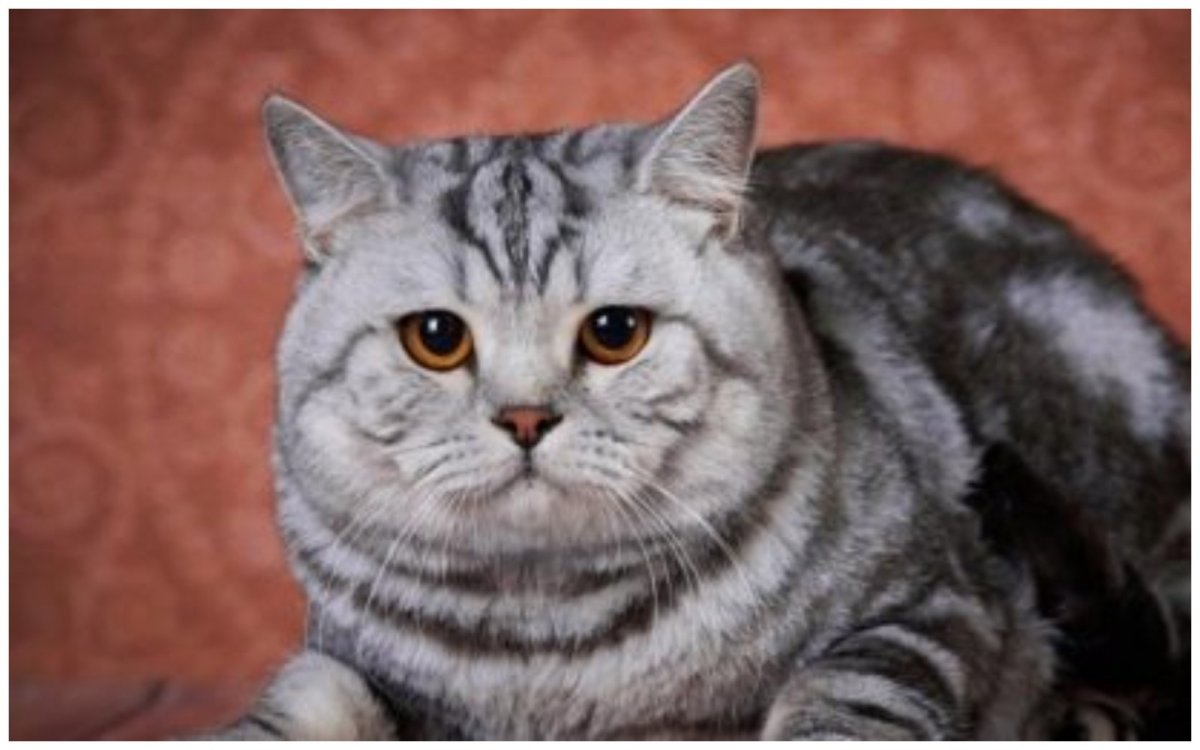 Британская кошка Блю Пойнт